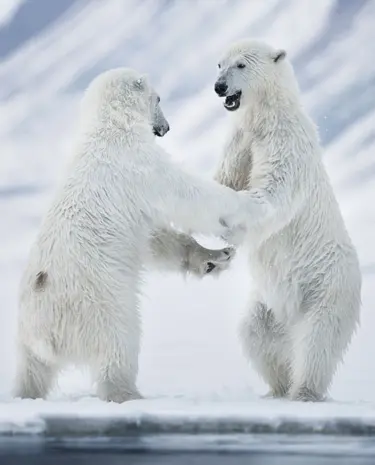 Eisbären Spitzbergen Norwegen Arktis
