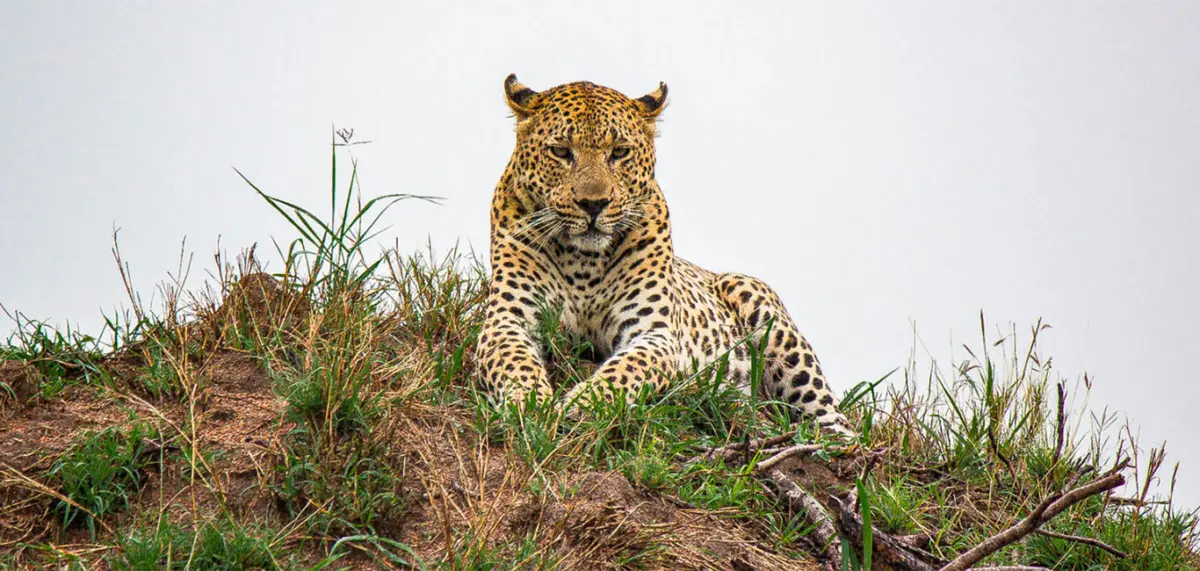Sabi Sabi Greater Krüger Park Südafrika