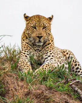 Sabi Sabi Greater Krüger Park Südafrika