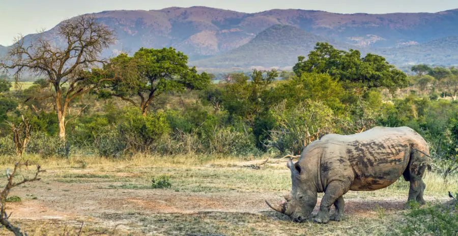 Nashorn im Kruger Nationalpark