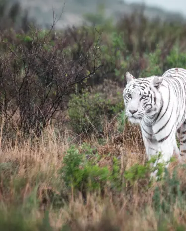 Tiger Canyon Private Game Reserve Südafrika weißer Tiger