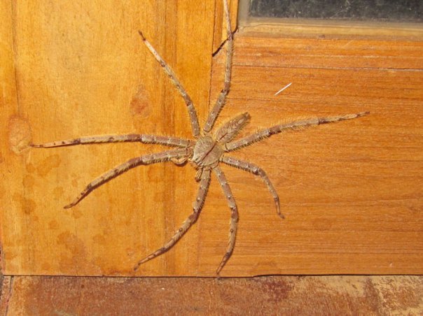 21546_235151491965_4012243_n