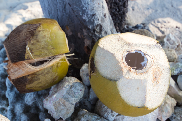 Frische Kokosnuss für uns