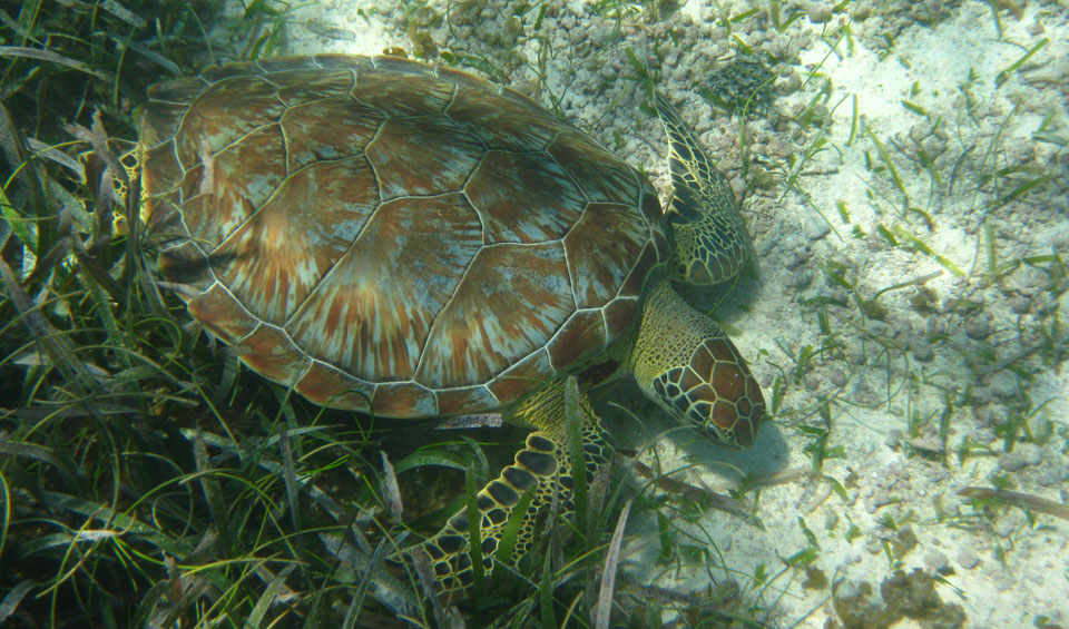 Green Turtle Belize Barrier Reef Caye Caulker