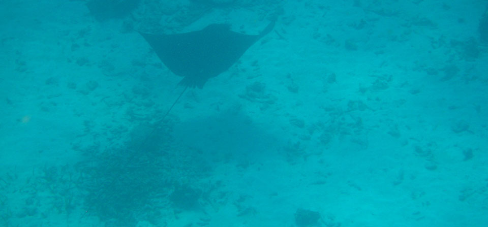 Schnorchel Tour am Belize Barrier Reef