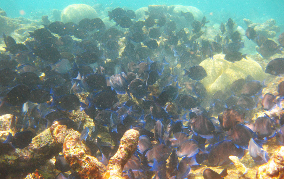 Schnorchel Tour am Belize Barrier Reef 3