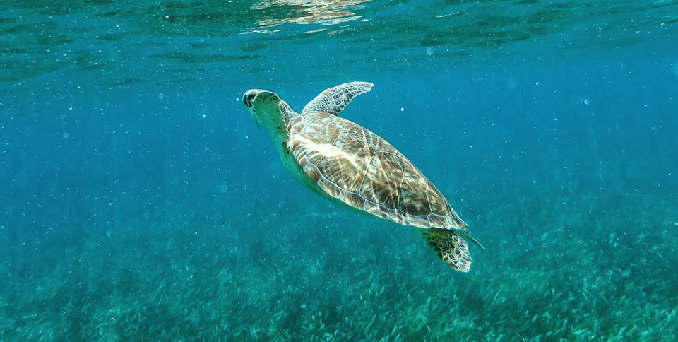Yucatan Sehenswürdigkeiten: Akumal Schnorcheln mit Schildkröten