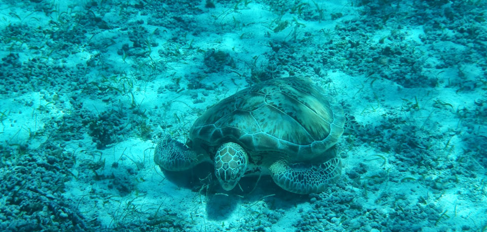 Schnorchel Tour am Belize Barrier Reef 5