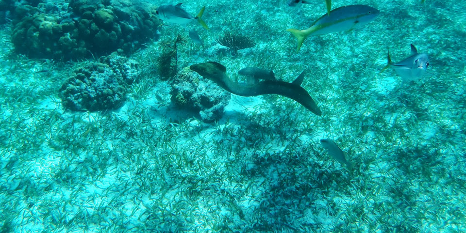 Schnorchel Tour am Belize Barrier Reef 6