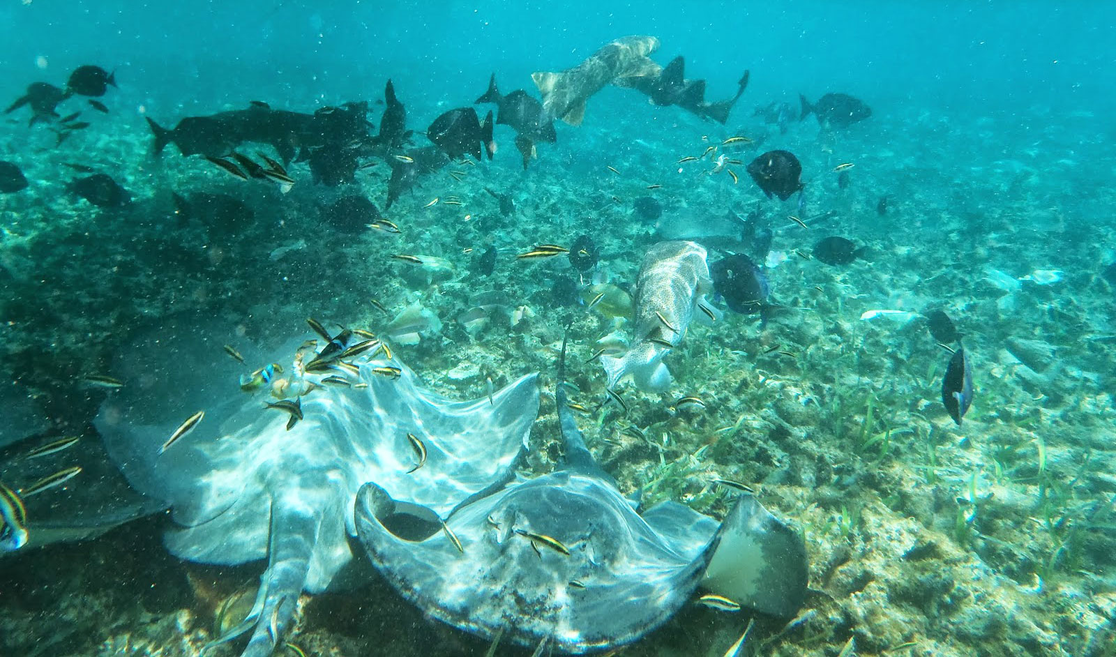 Schnorchel Tour am Belize Barrier Reef 8
