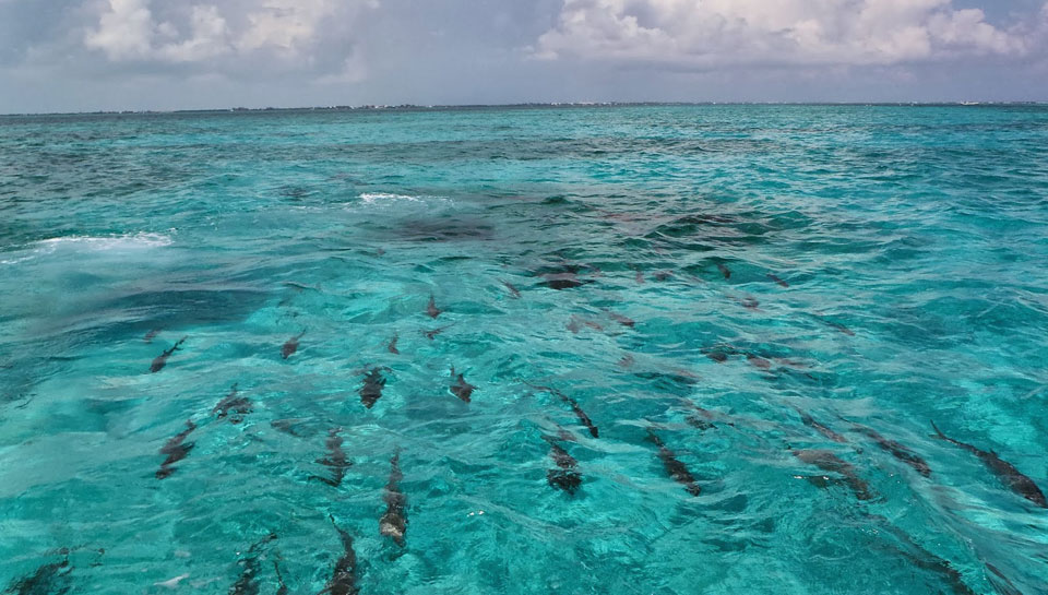 Schnorchel Tour am Belize Barrier Reef 9