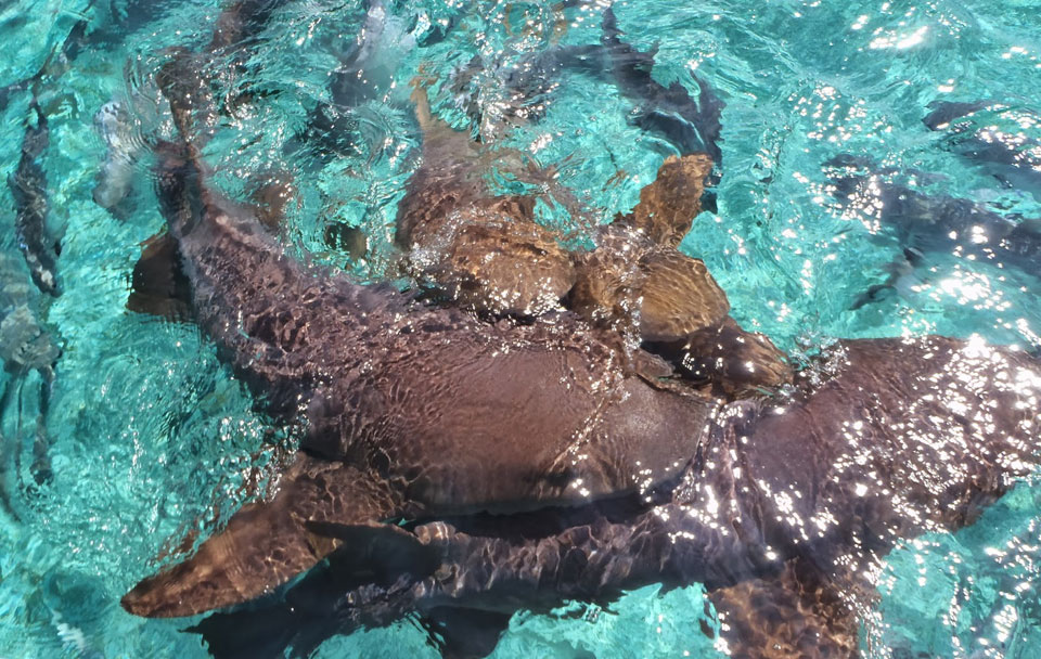 Belize Sehenswürdigkeiten:Belize Barrier Reef