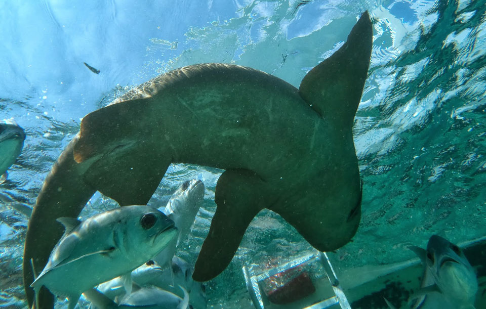 Schnorchel Tour am Belize Barrier Reef 11