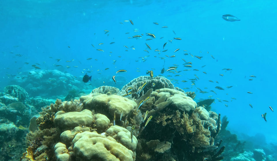 Schnorchel Tour am Belize Barrier Reef 12