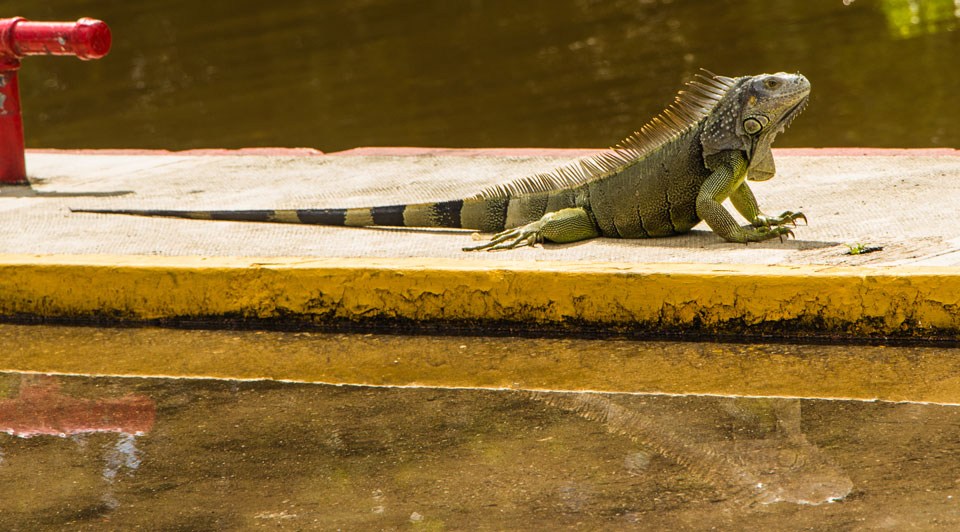 Chetumal Gecko sonnt sich