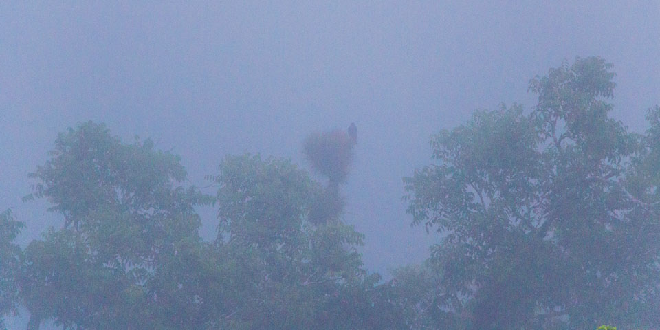Tikal Guatemala Sonnenaufgang Tempel 4 Rotbrustfalke