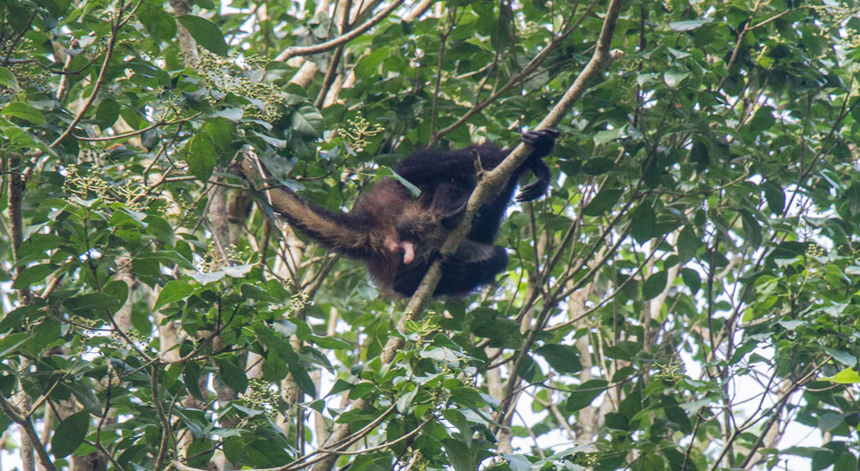 Brüllaffe in Tikal Guatemala