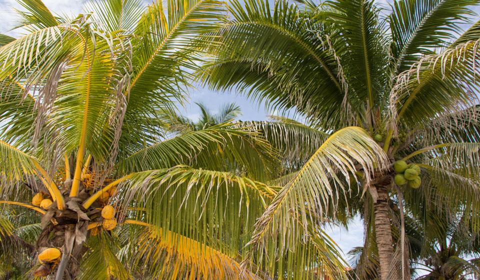 Akumal Palmen akumal_schnorcheln_Mexiko