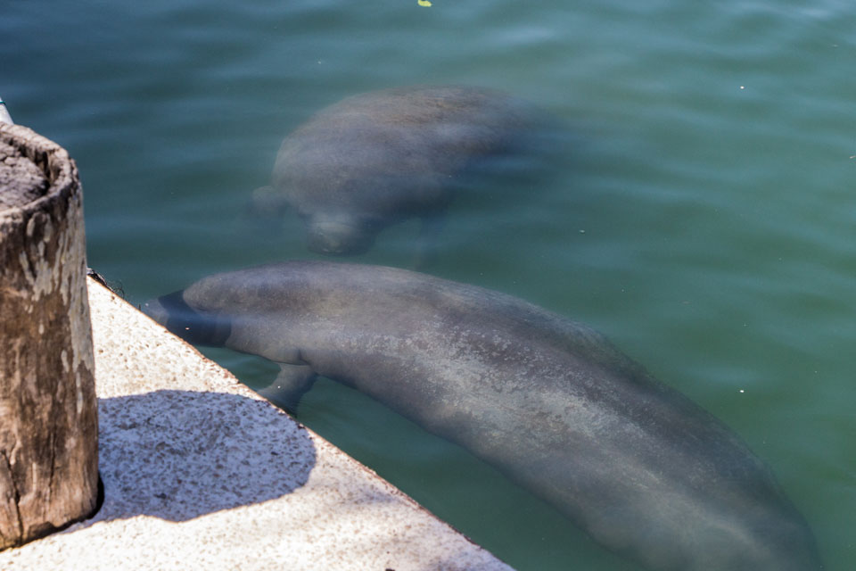 Manatis in Puerta Aventuras Yucatan