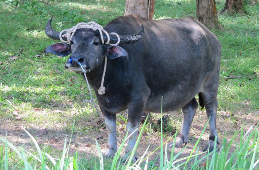 thailand_koyaonoi_phang_nga (13 von 14)