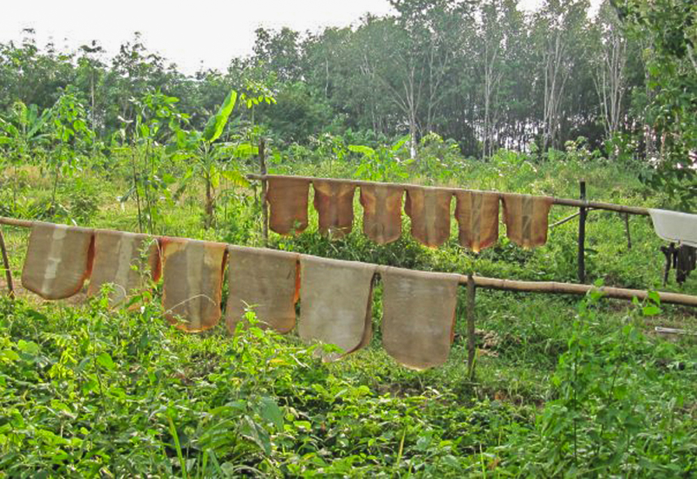 thailand_koyaonoi_phang_nga kautschuk