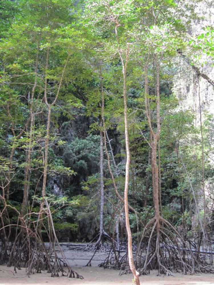 thailand_koyaonoi_phang_nga (7 von 14)