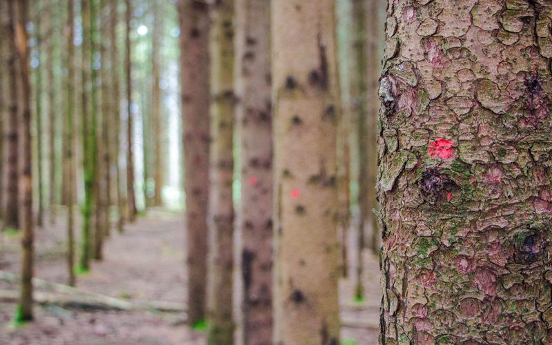 Belgische Ardennen Wandern dichter Wald