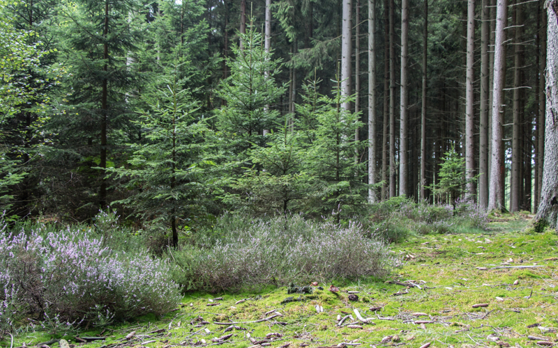 Ardennen wandern reisetipps
