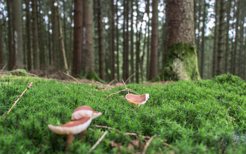 Belgien Reisetipps Adrennen