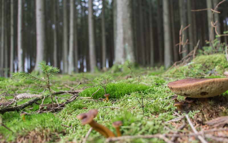 Belgien Ardennen Abenteuer wandern im Wald