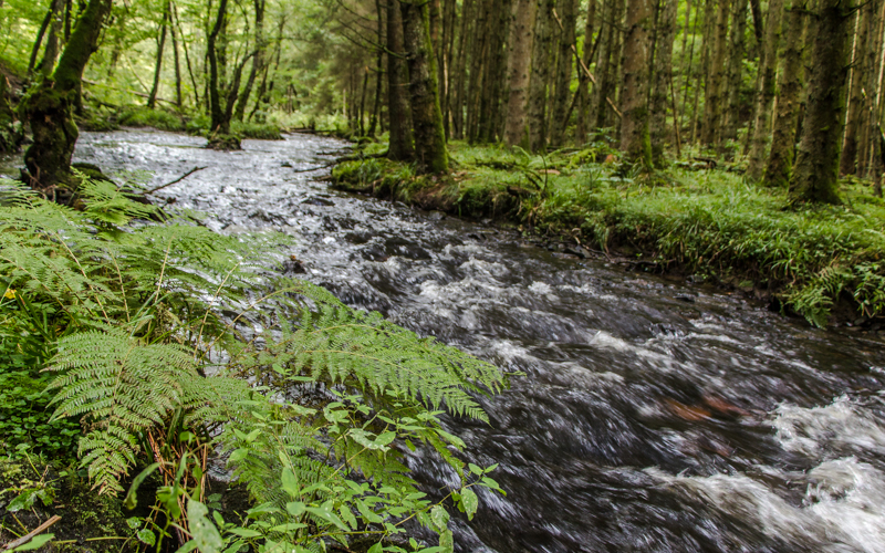 Fluss in den belgischen Ardennen