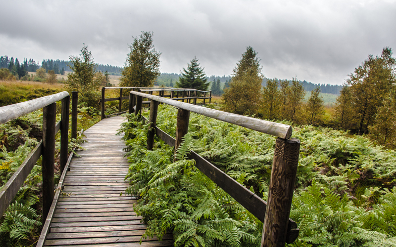 Belgien Wandern Wallonie Hohes Venn