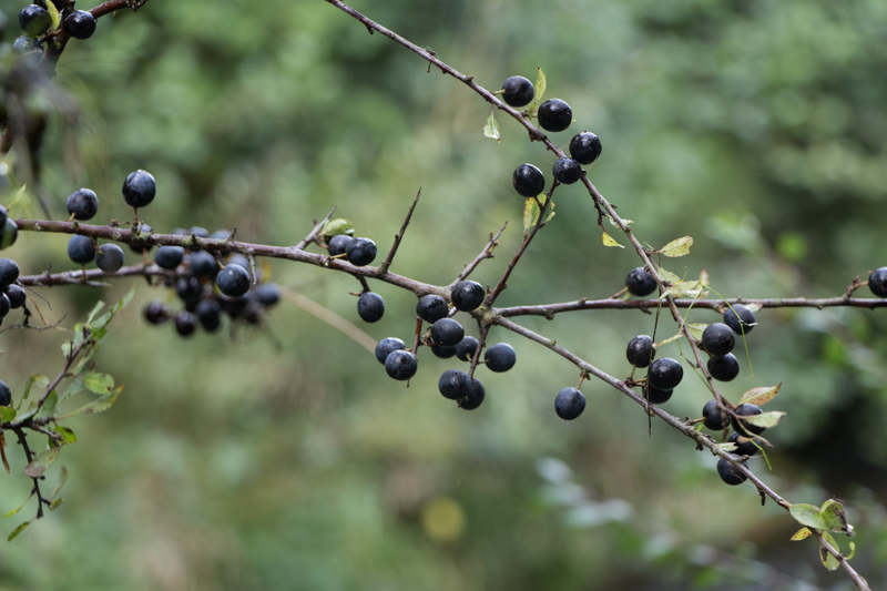 Belgische Ardennen Wandern Schlehen im Tal der Feen