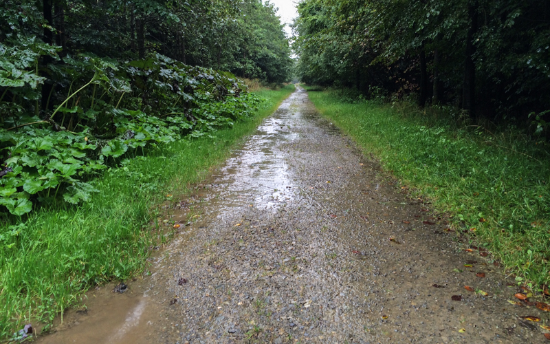 Ostbelgien Hohes Venn Hochmoor