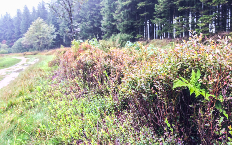 Hohes Venn Landschaft Moosbeeren