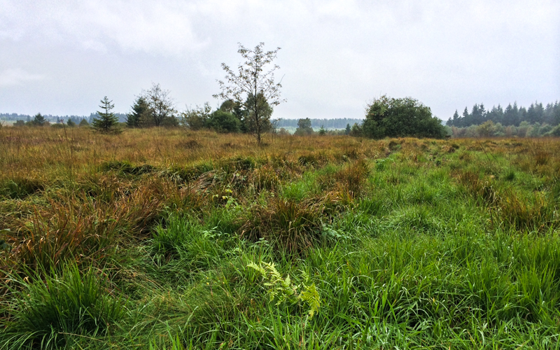 Landschaft Hohes Venn Wanderung