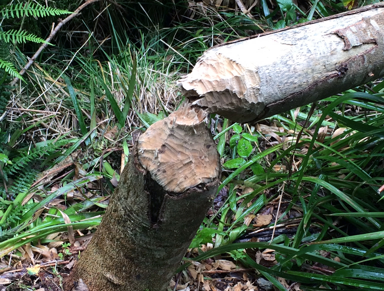 Belgische Ardennen Wandern Biber im Tal der Feen