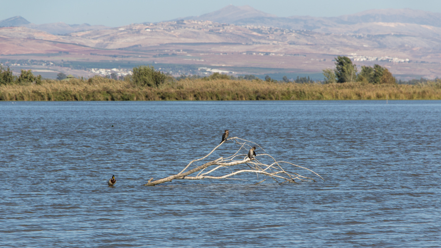 Hula Valley oder Chula-Ebene (deutsch)