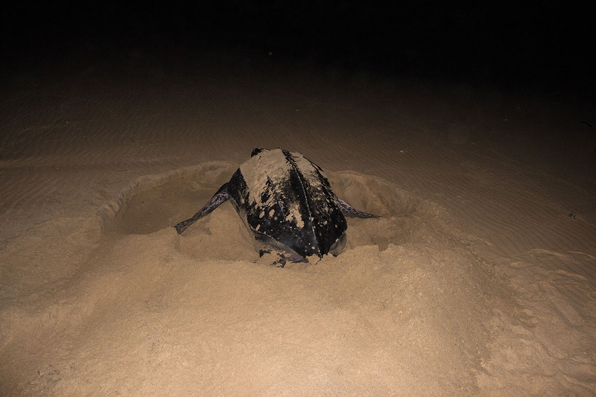 Isimangaliso Wetland Park St Lucia Turtle Tour Lederschildkröte weibchen