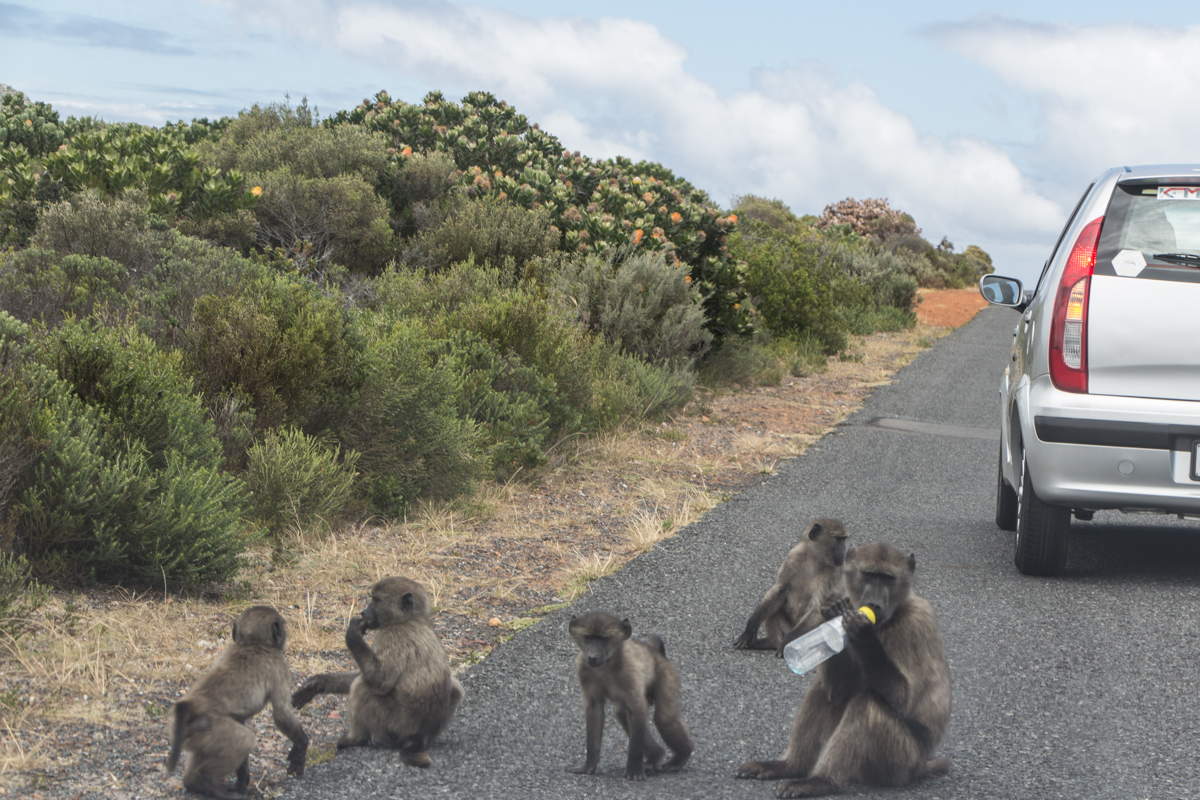 autofahren-suedafrika-tipps-19