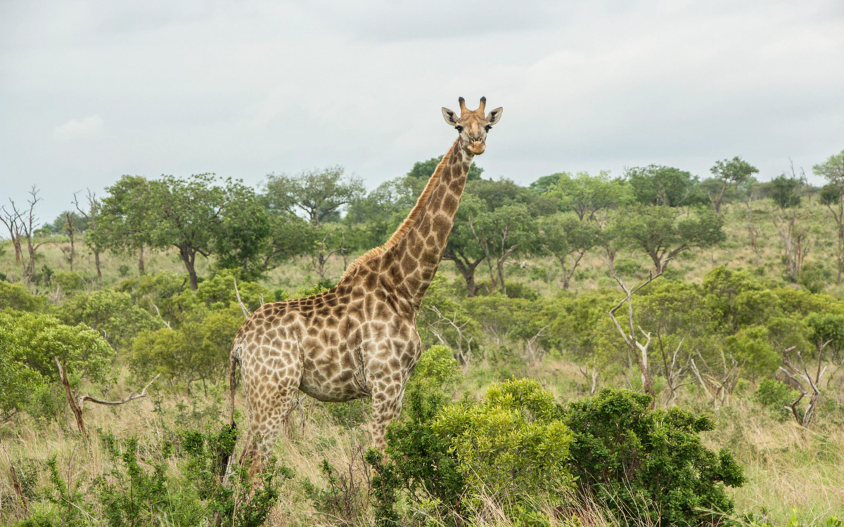 Giraffe im Mkhaya Game Reserve in Swasiland