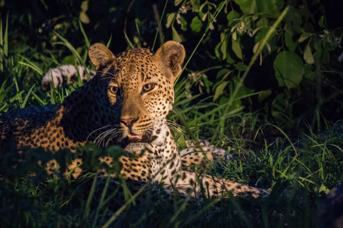 Leopard Game Drive Sabi Sabi