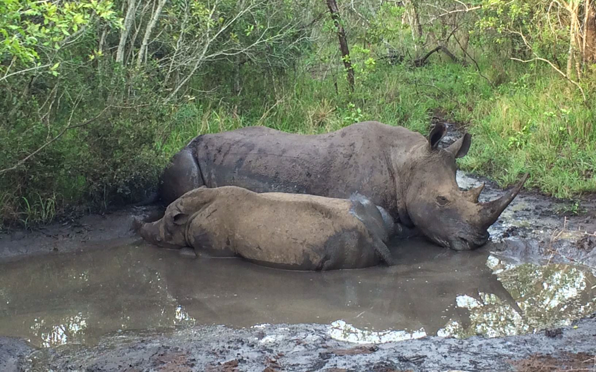 Swasiland Mkhaya Game Reserve White Rhino Family