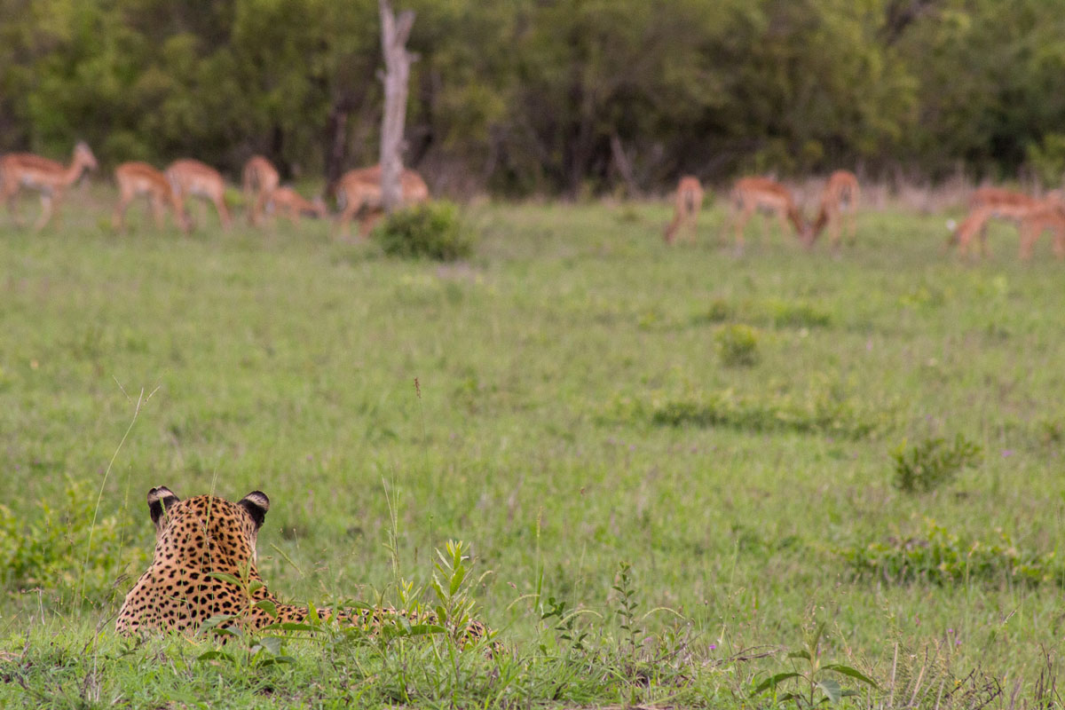 Leopard Impala Jagd