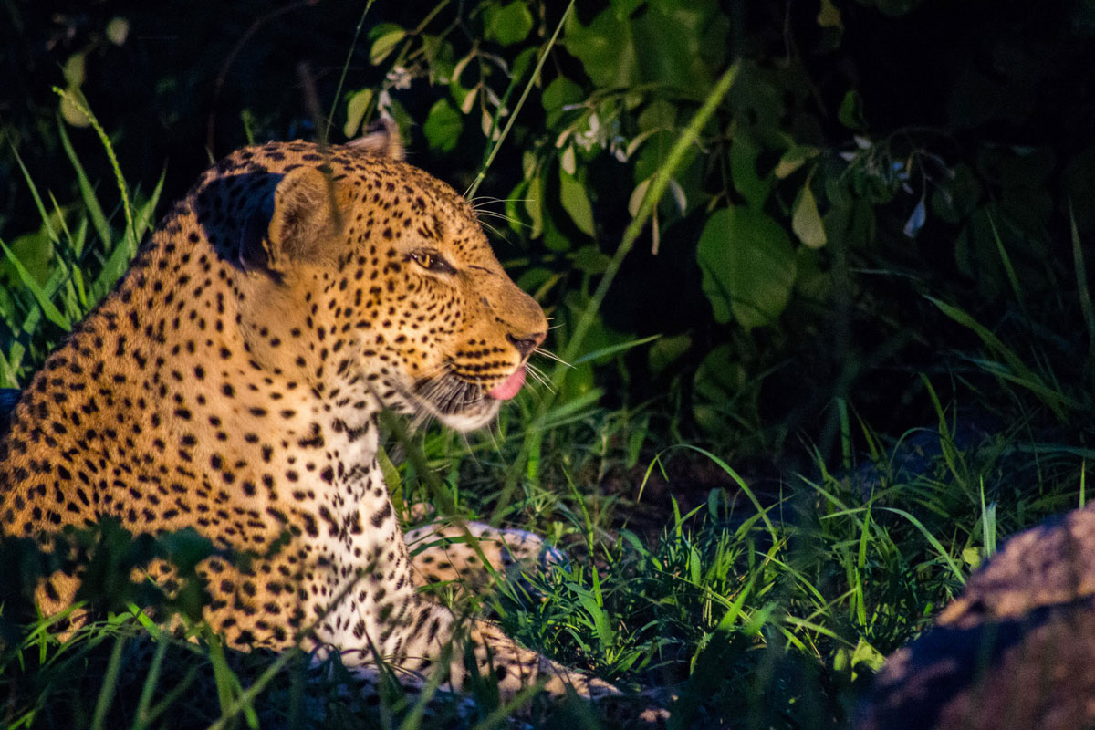 pirschfahrt-dunkeln-leopard