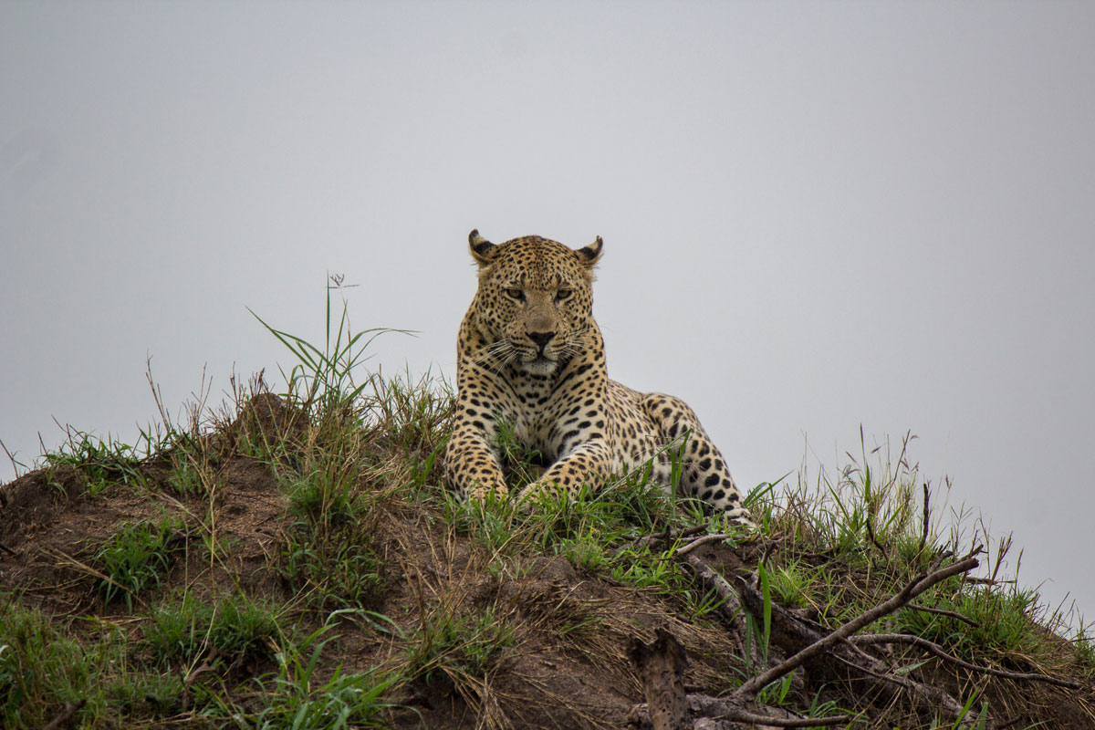 Sabi Sabi Game Drive Leopard. Auf jedem Game Drive haben wir mindestens einen Leoparden gesichtet