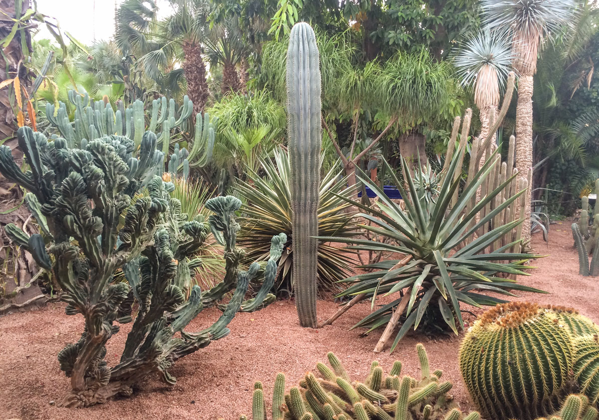 marrakesch-kakteen-jardinmajorelle