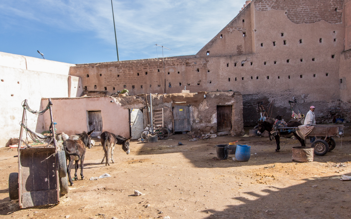 Esel Verleih Marrakesch