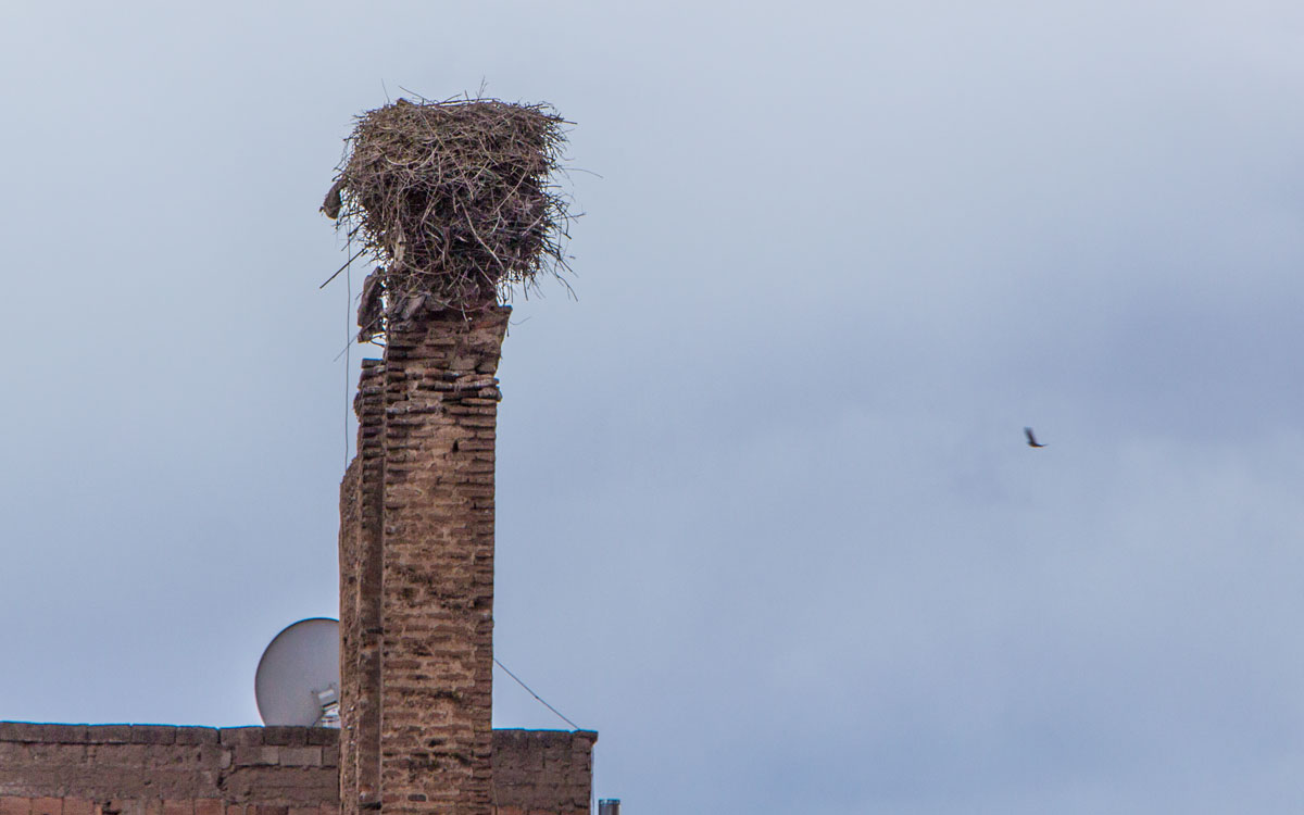 Störche an der Stadtmauer Marrakesch