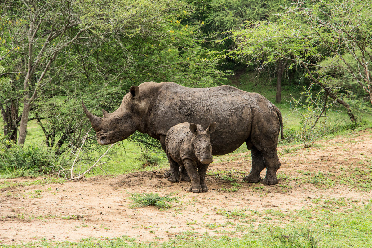 Swasiland Tipps Nashörner